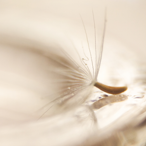 The Science of Stillness: How Mindfulness Rewires Your Brain for Success